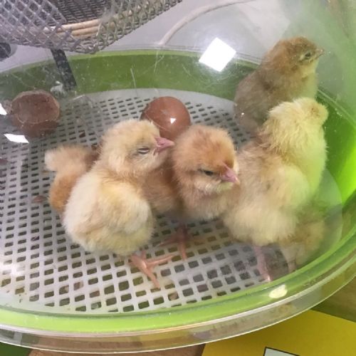 Happy Chicks