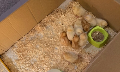 Happy Chicks